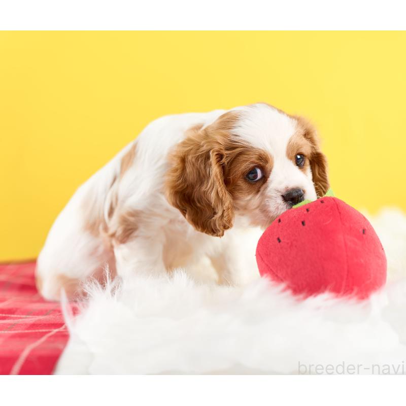 販売中の静岡県のキャバリアキングチャールズスパニエル-426661の2枚目