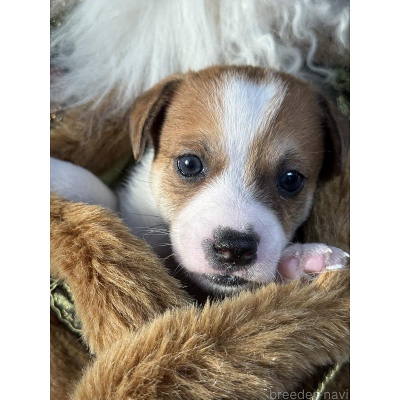 販売中の宮崎県のジャックラッセルテリア-423788の6枚目