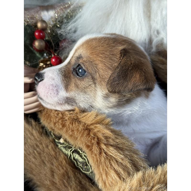 販売中の宮崎県のジャックラッセルテリア-423788の5枚目