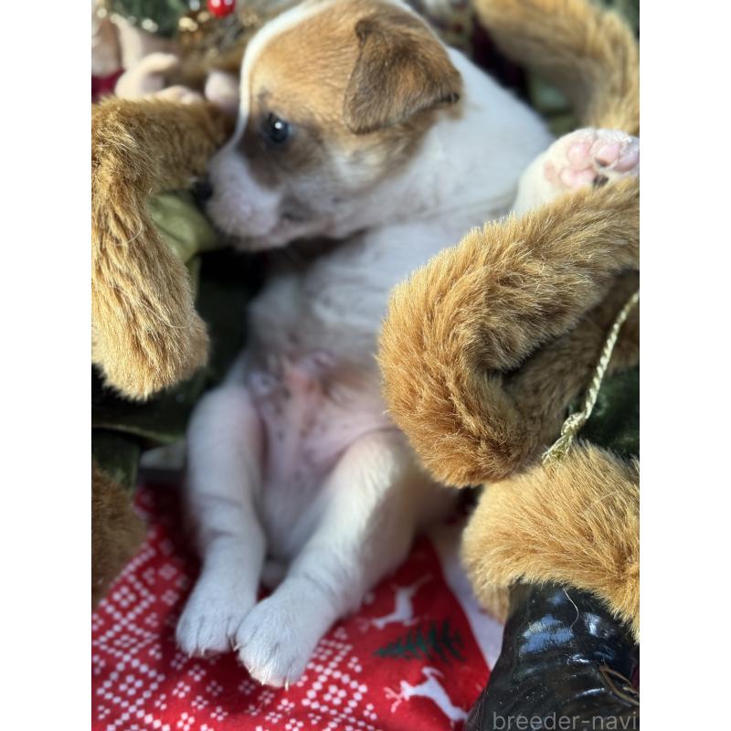 販売中の宮崎県のジャックラッセルテリア-423788の3枚目