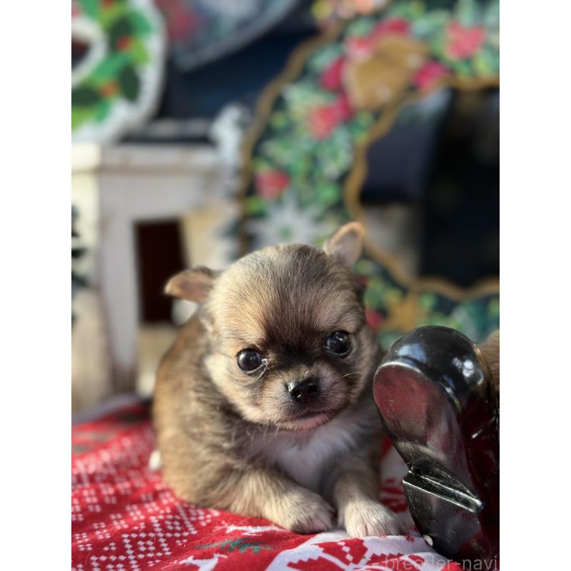 販売中の宮崎県のチワワ(ロングコート)-426662の6枚目