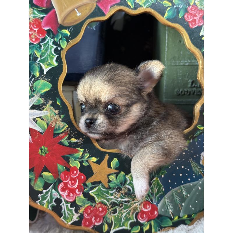 販売中の宮崎県のチワワ(ロングコート)-426662の5枚目