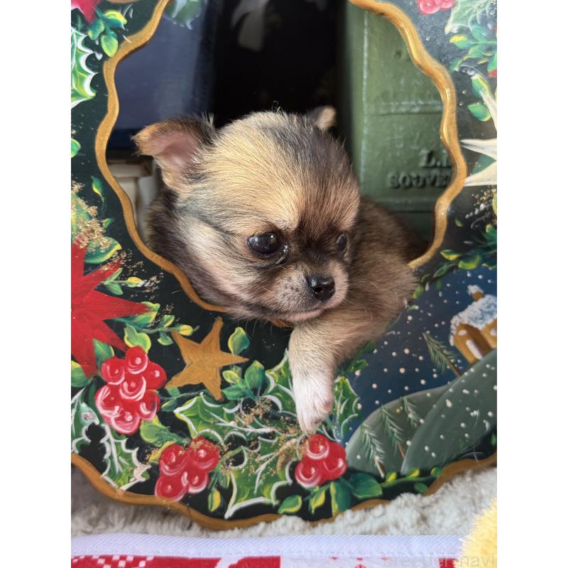 販売中の宮崎県のチワワ(ロングコート)-426662の4枚目