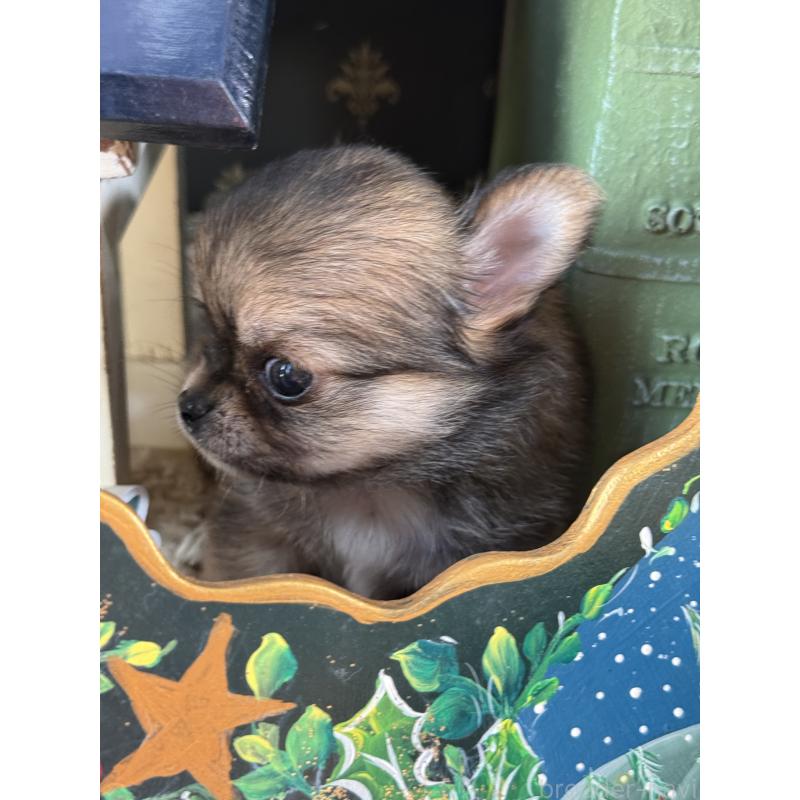 販売中の宮崎県のチワワ(ロングコート)-426662の3枚目