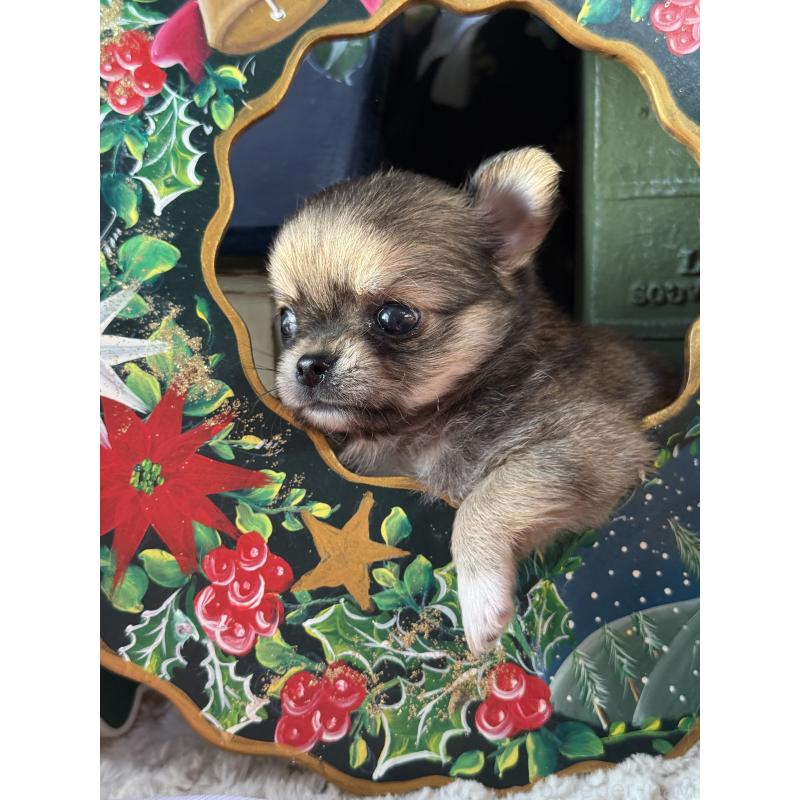 販売中の宮崎県のチワワ(ロングコート)-426662の2枚目