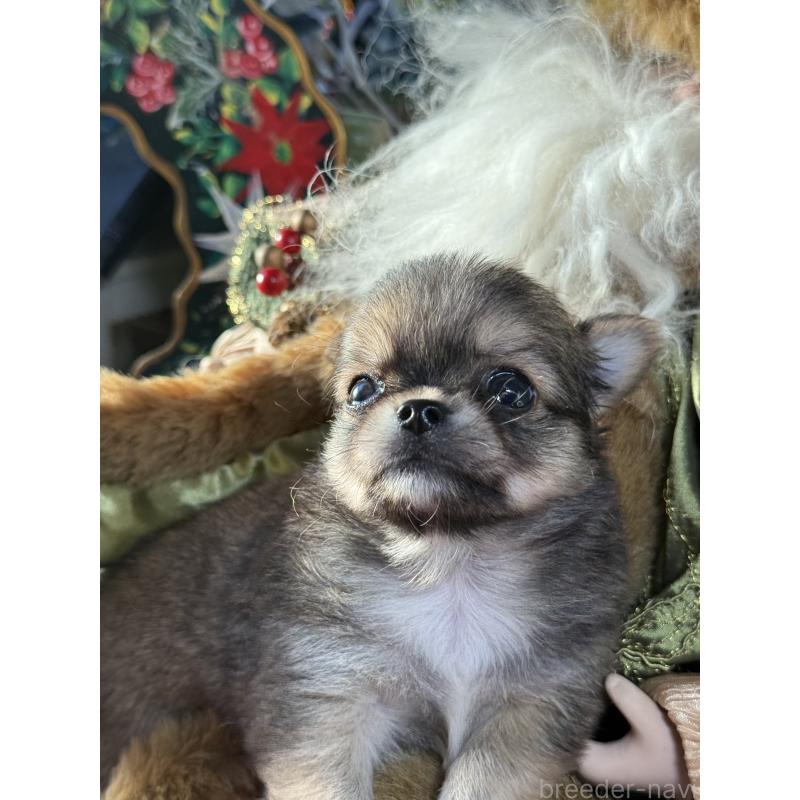 販売中の宮崎県のチワワ(ロングコート)-426663の6枚目