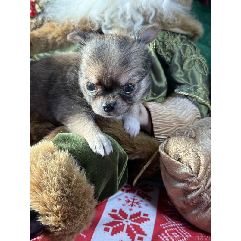 販売中の宮崎県のチワワ(ロングコート)-426663の5枚目