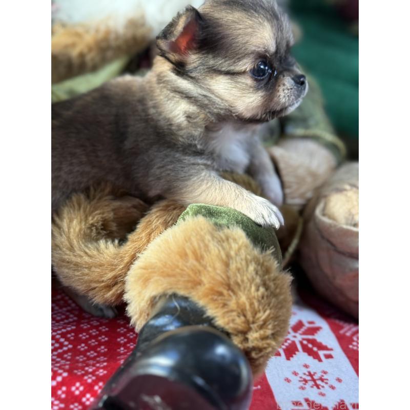 販売中の宮崎県のチワワ(ロングコート)-426663の4枚目