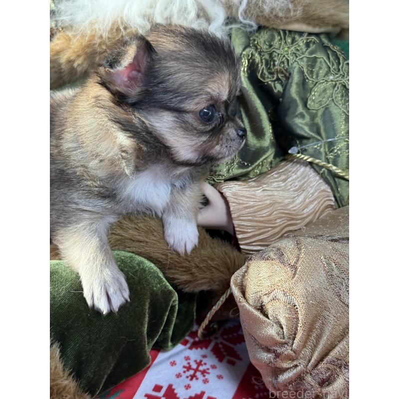 販売中の宮崎県のチワワ(ロングコート)-426663の3枚目