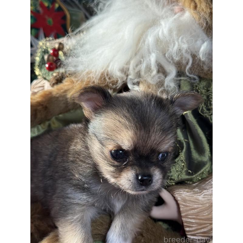 販売中の宮崎県のチワワ(ロングコート)-426663の2枚目