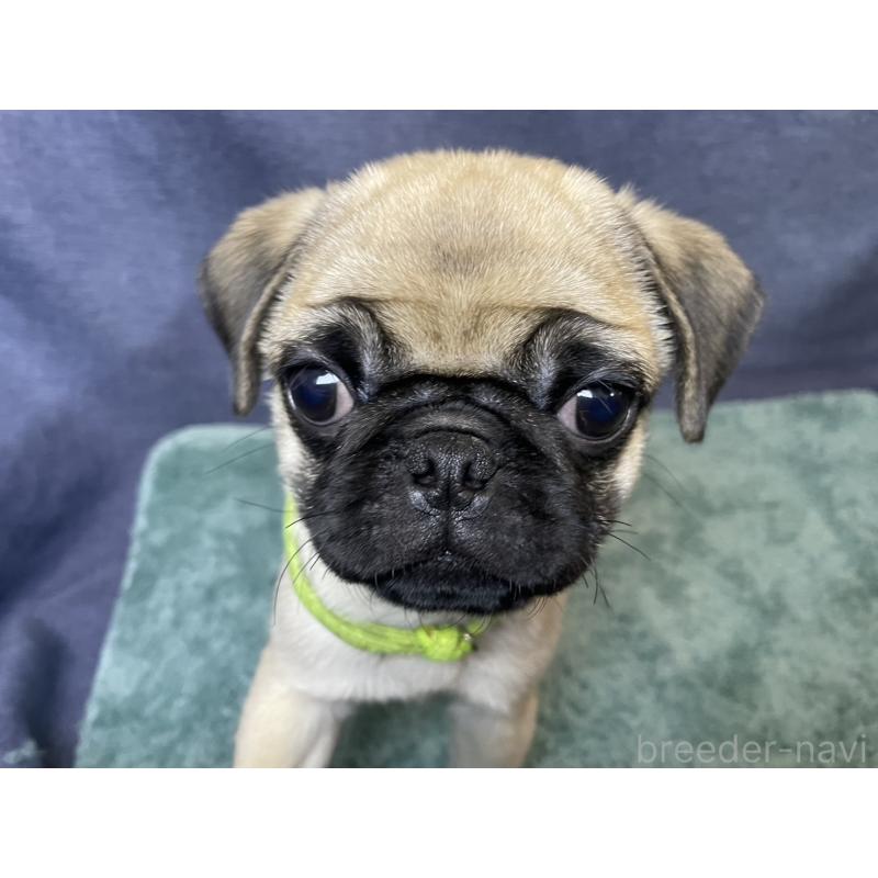 販売中の千葉県のパグ-413020