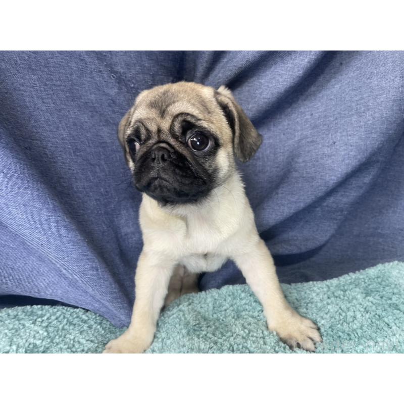 販売中の千葉県のパグ-417758の7枚目