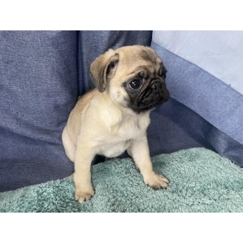 販売中の千葉県のパグ-417758の6枚目