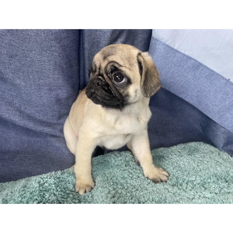 販売中の千葉県のパグ-417758の5枚目