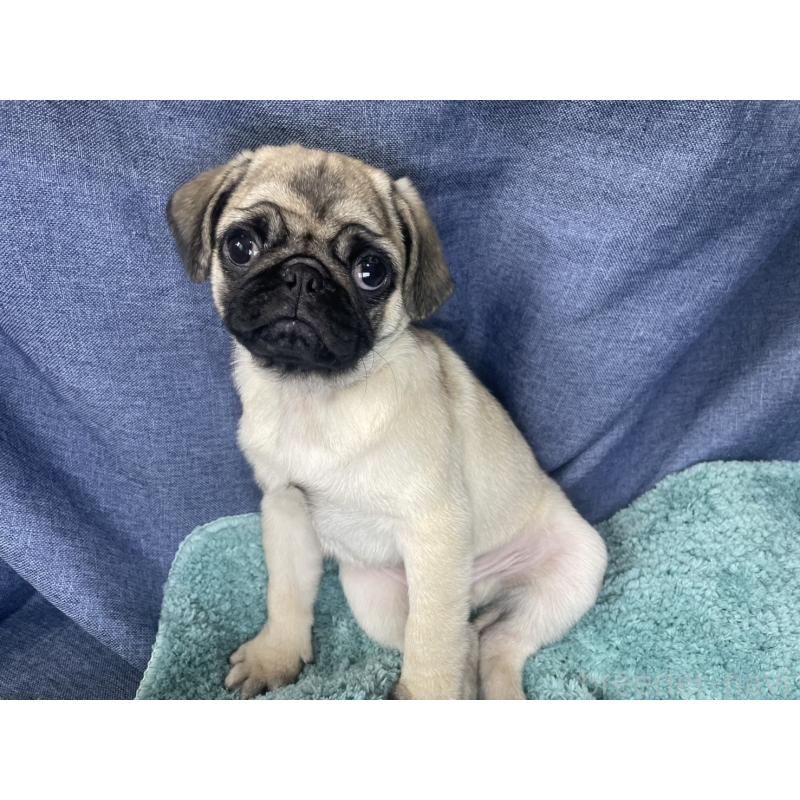 販売中の千葉県のパグ-417758