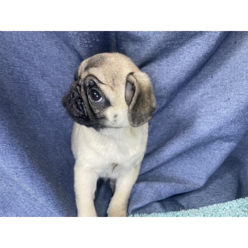 販売中の千葉県のパグ-417758の2枚目