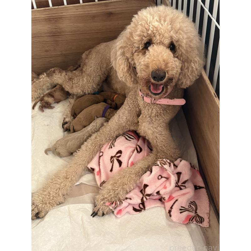 販売中の茨城県のスタンダードプードル-426750の1枚目