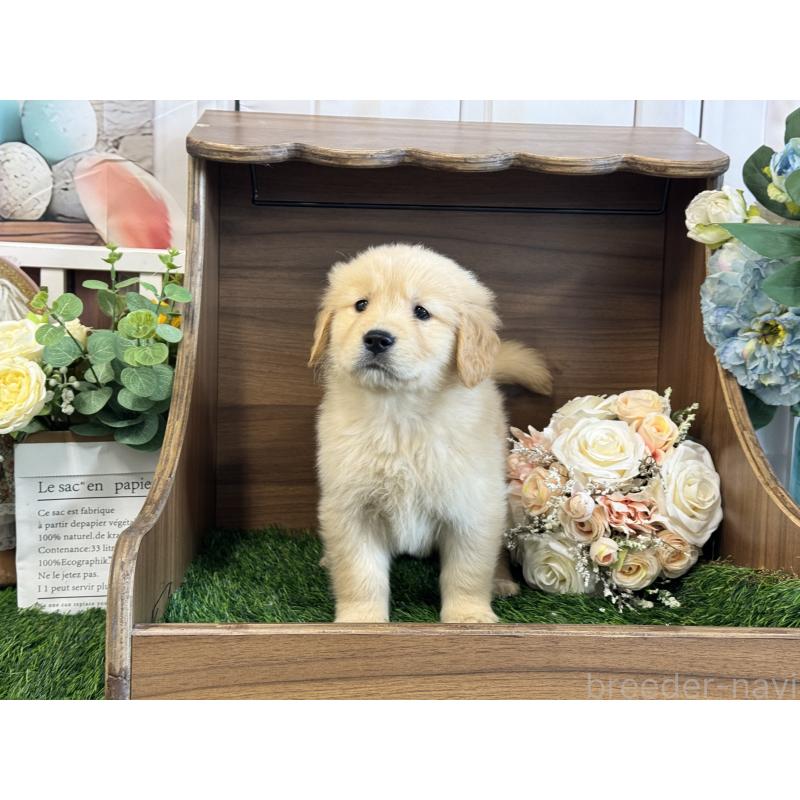 販売中の茨城県のゴールデンレトリーバー-423331の5枚目