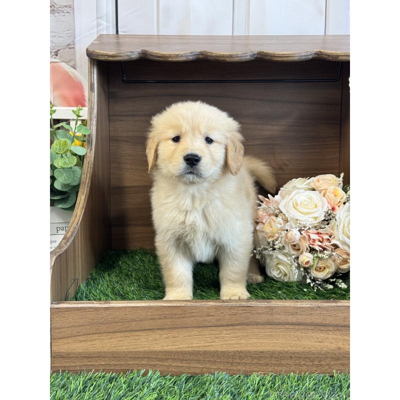 販売中の茨城県のゴールデンレトリーバー-423331の4枚目