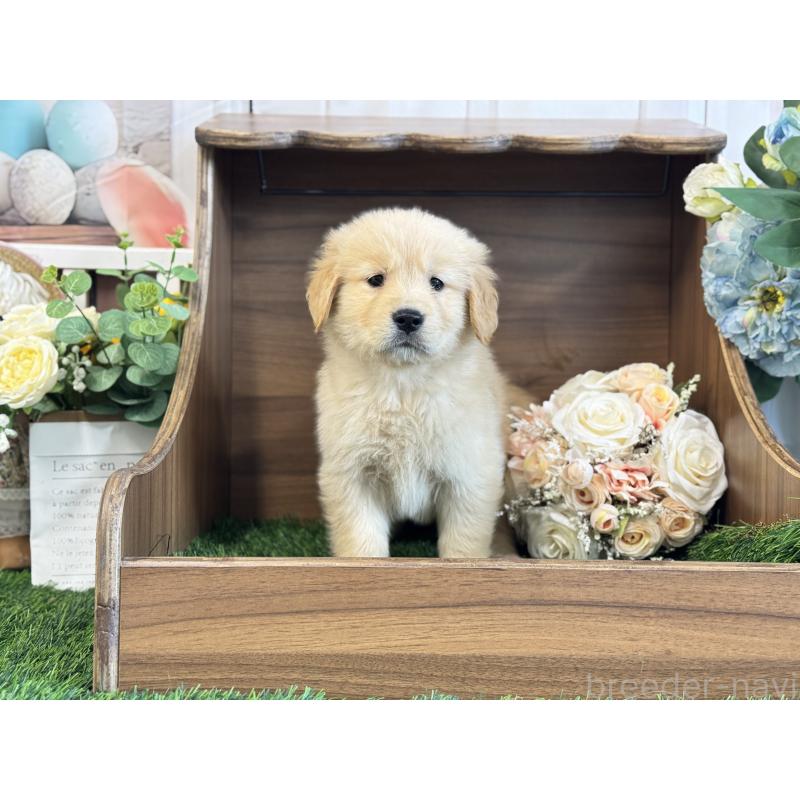 販売中の茨城県のゴールデンレトリーバー-423331の3枚目