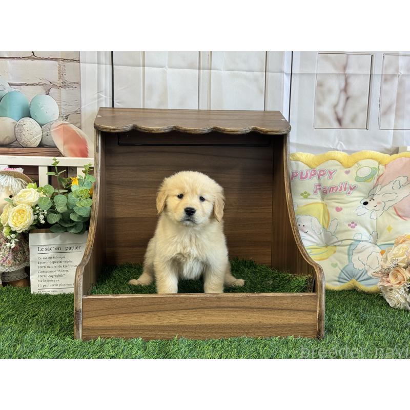 販売中の茨城県のゴールデンレトリーバー-423331の2枚目