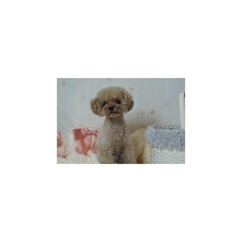 販売中の兵庫県のティーカッププードル-426754の5枚目