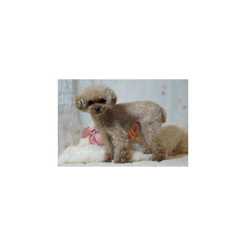 販売中の兵庫県のティーカッププードル-426754の2枚目