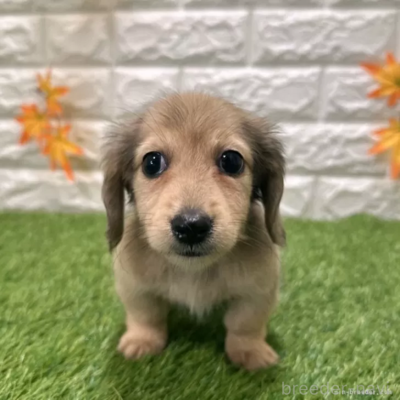 成約済の愛知県のミニチュアダックスフンド(ロングヘアード)-424738の1枚目