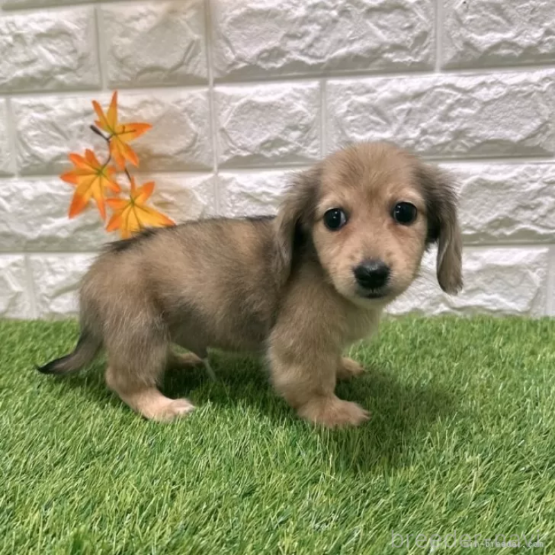 成約済の愛知県のミニチュアダックスフンド(ロングヘアード)-424738の5枚目