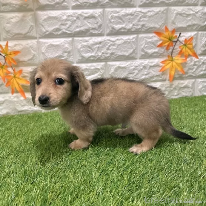 成約済の愛知県のミニチュアダックスフンド(ロングヘアード)-424738の4枚目