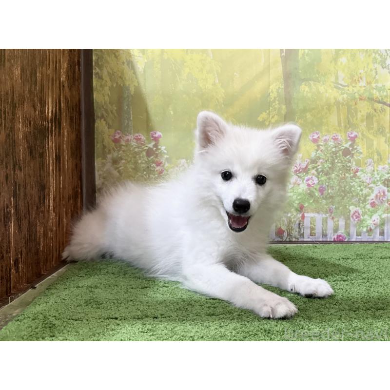 販売中の埼玉県の日本スピッツ-426753の5枚目