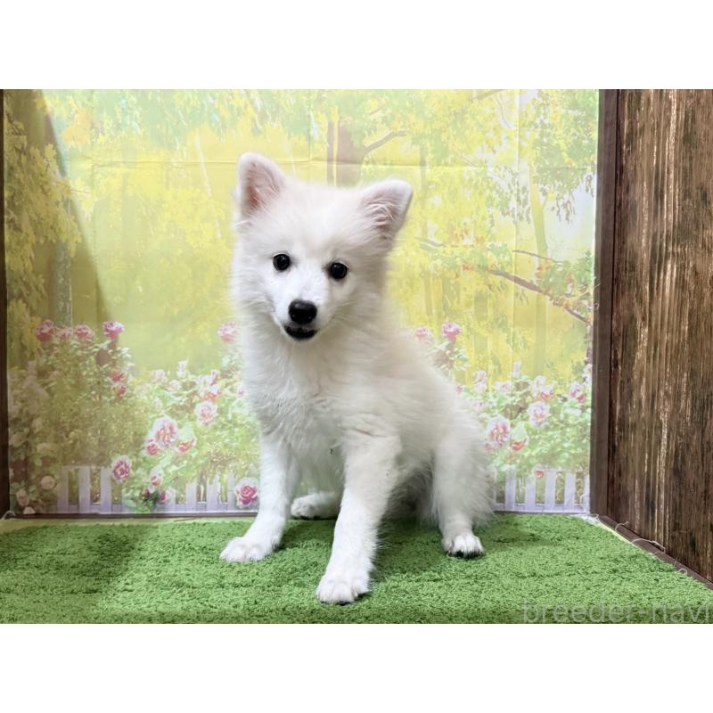 販売中の埼玉県の日本スピッツ-426753の4枚目