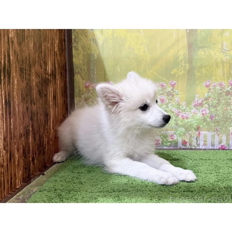 販売中の埼玉県の日本スピッツ-426753の3枚目