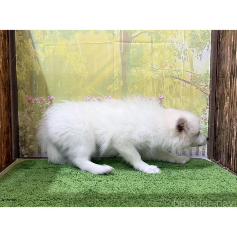 販売中の埼玉県の日本スピッツ-426753の2枚目