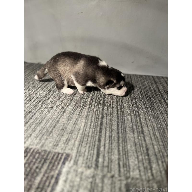 販売中の静岡県のシベリアンハスキー-426756の6枚目