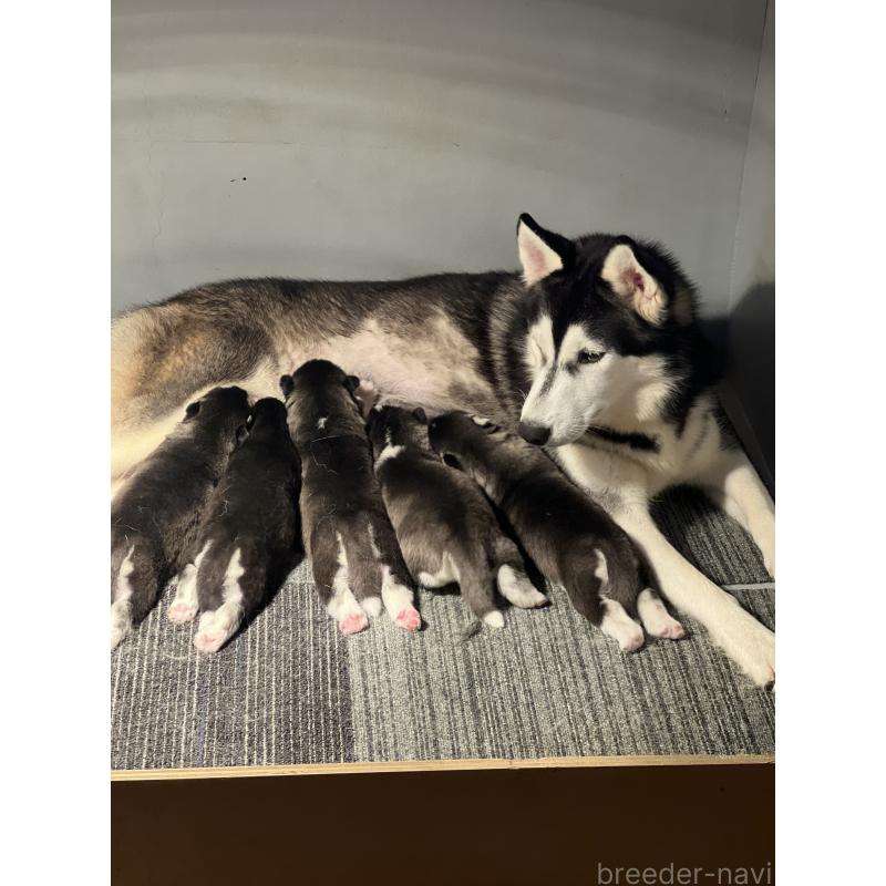 販売中の静岡県のシベリアンハスキー-426756の3枚目