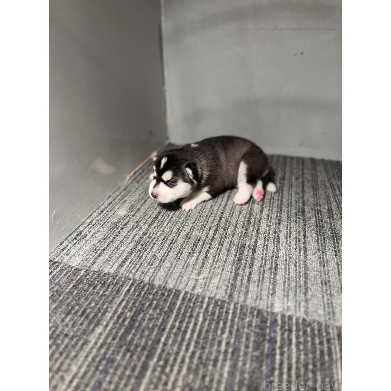 販売中の静岡県のシベリアンハスキー-426757の4枚目