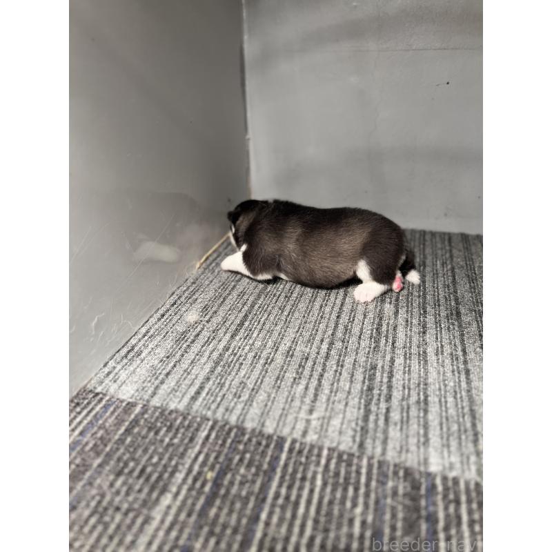 販売中の静岡県のシベリアンハスキー-426757の3枚目