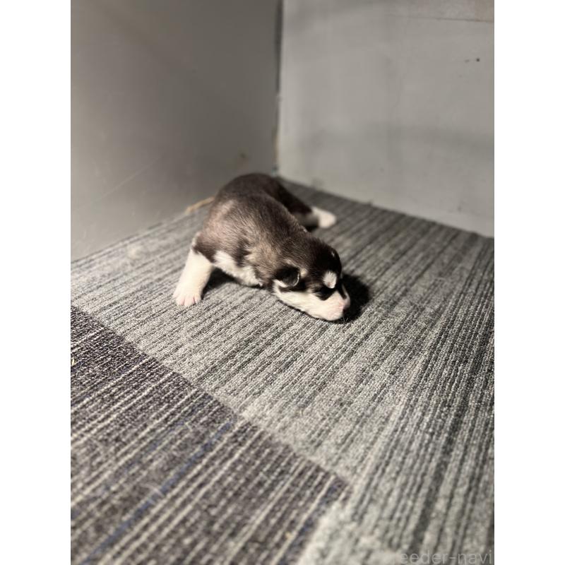 販売中の静岡県のシベリアンハスキー-426758の7枚目