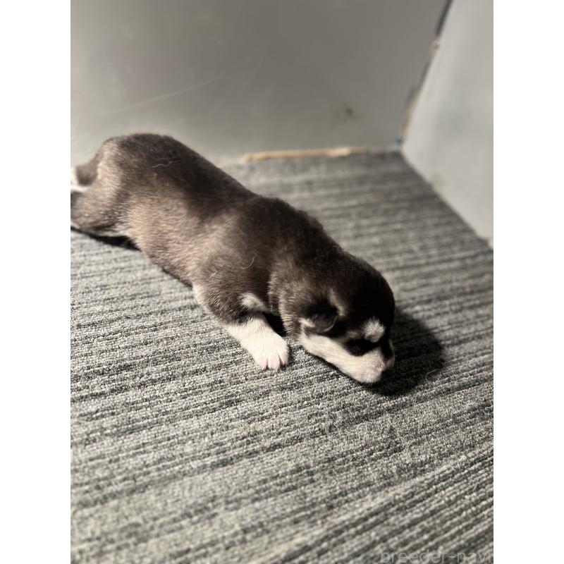 販売中の静岡県のシベリアンハスキー-426759の6枚目