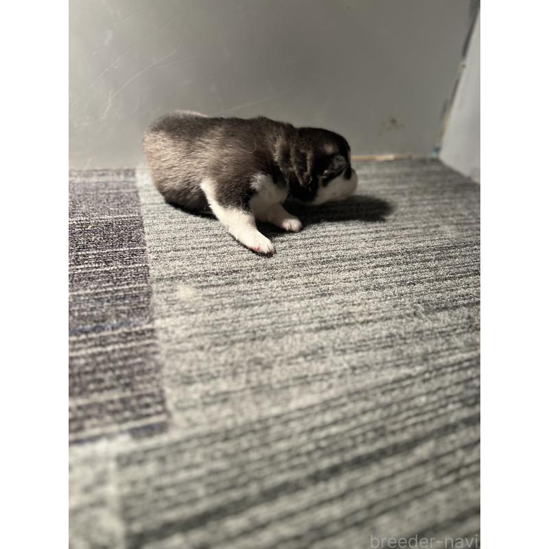 販売中の静岡県のシベリアンハスキー-426759の5枚目