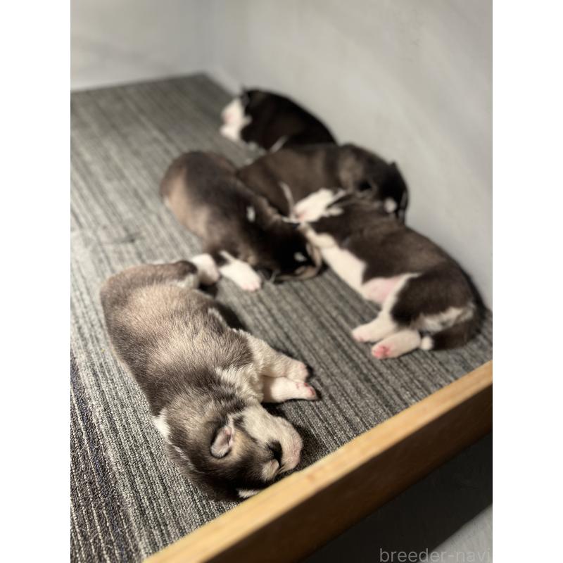 販売中の静岡県のシベリアンハスキー-426759の4枚目