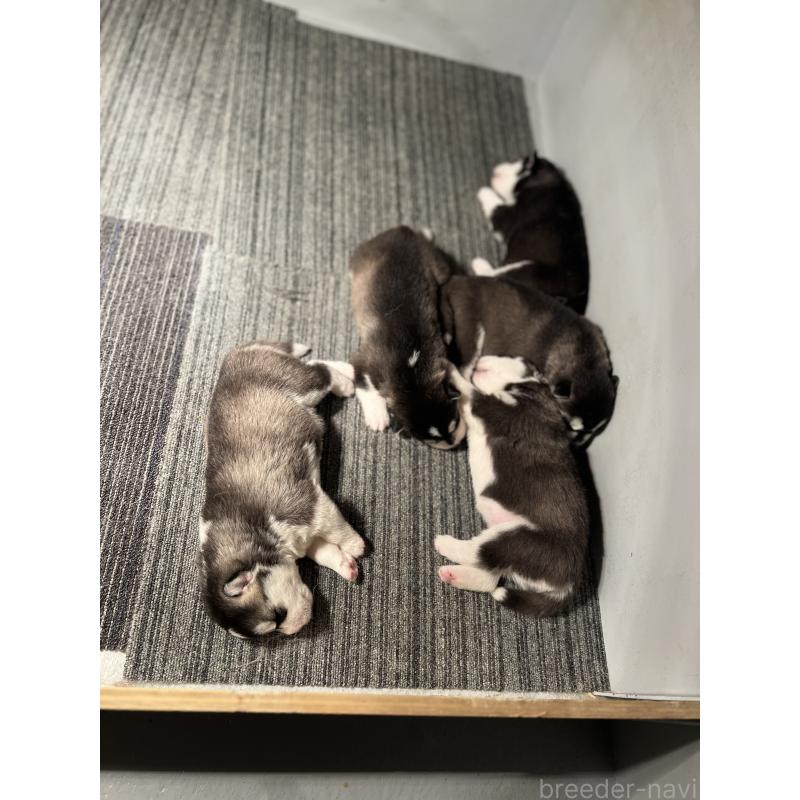 販売中の静岡県のシベリアンハスキー-426759の3枚目