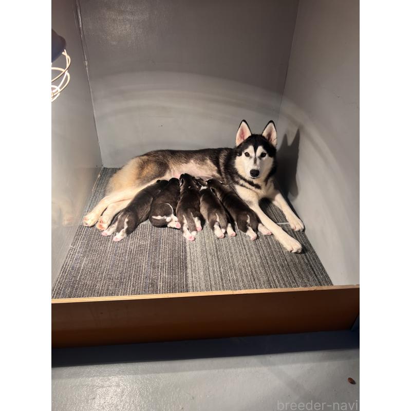 販売中の静岡県のシベリアンハスキー-426759の2枚目