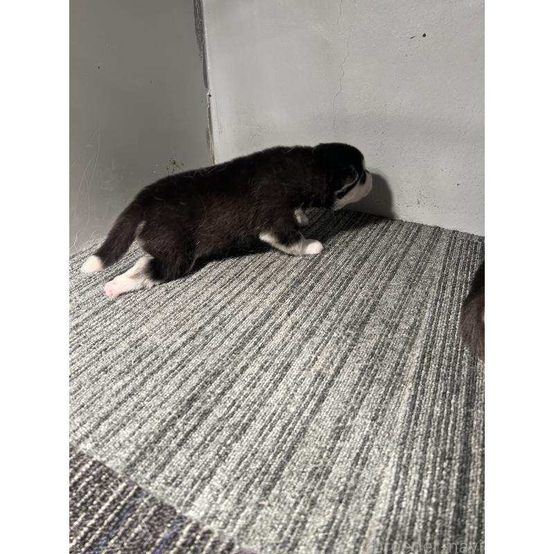 販売中の静岡県のシベリアンハスキー-426760の7枚目