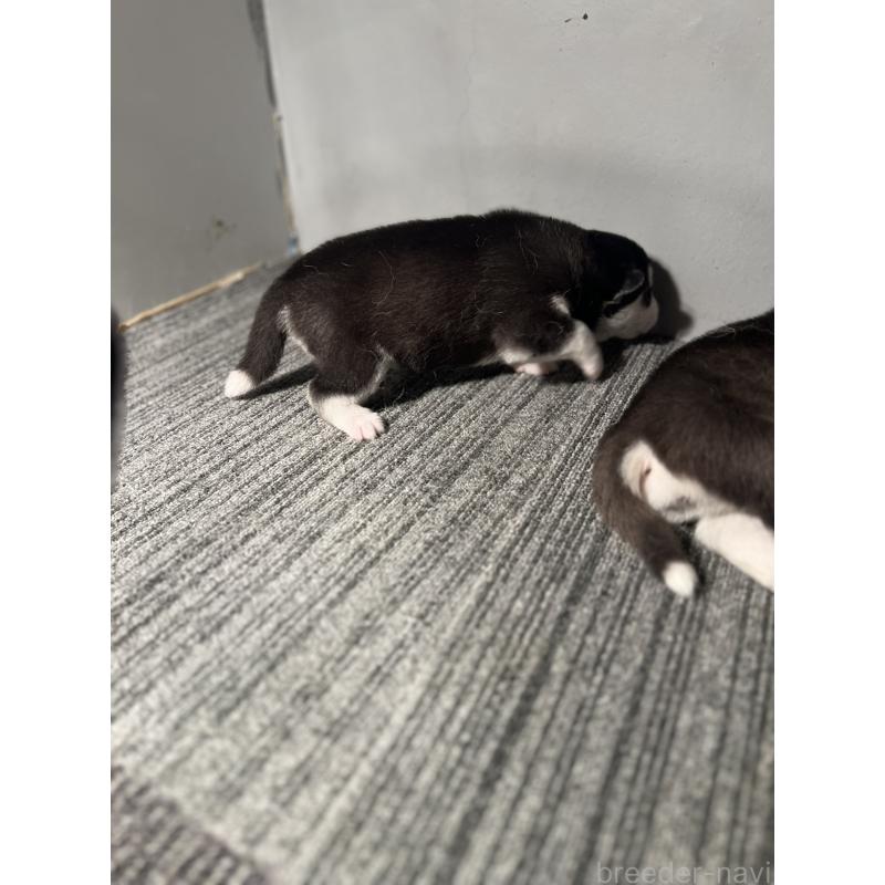 販売中の静岡県のシベリアンハスキー-426760の6枚目