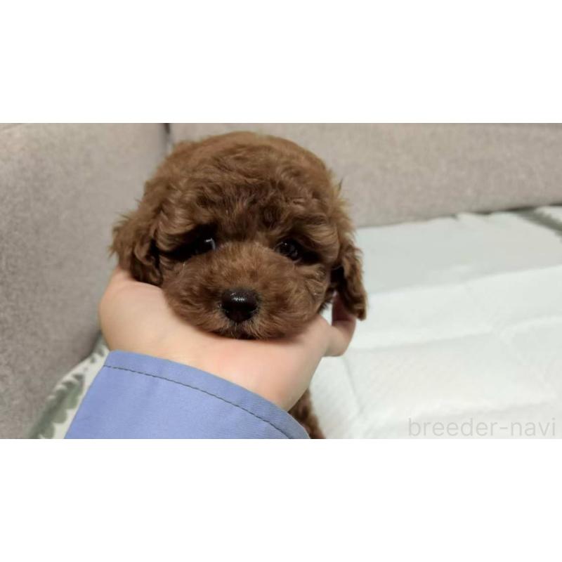 販売中の茨城県のトイプードル-417233の2枚目