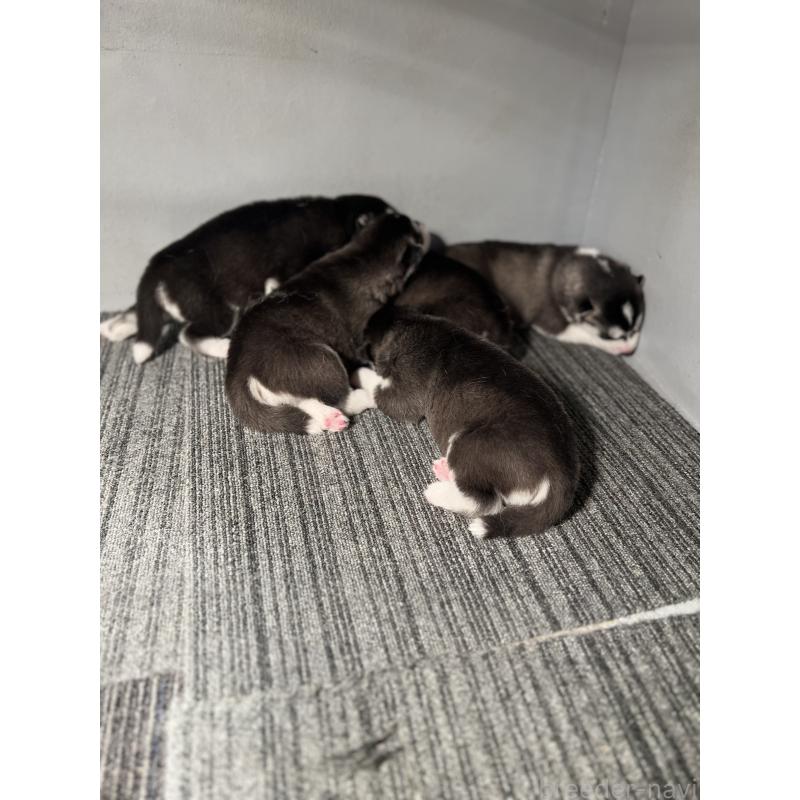 販売中の静岡県のシベリアンハスキー-426758の4枚目