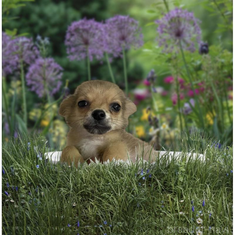 販売中の福岡県のチワワ(ロングコート)-423091