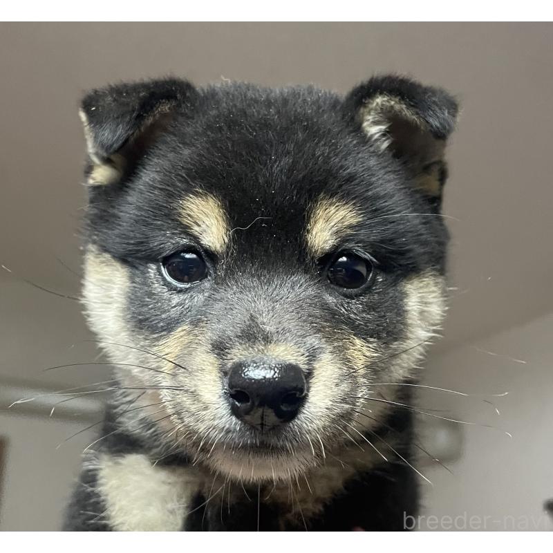 販売中の福岡県の柴犬-425887